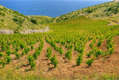 plavac-mali-vinyard-hvar-island